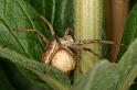 Pisaura_mirabilis_D6127_Z_88_Les Gris_Frankrijk